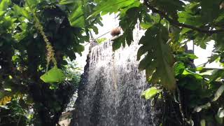 Topeka Zoo Rainforest