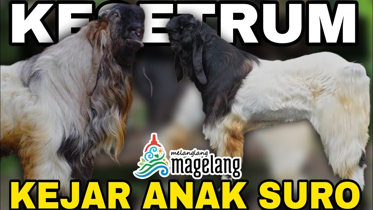 TIDAK DAPAT SURO, ANAK PUN JADI - KKTV