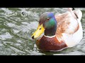 What Actually Makes Water Roll Off a Duck&#39;s Back? | Deep Look