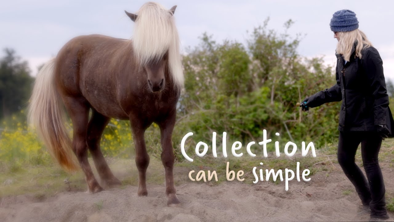 Secret to Collection: a horse's dream