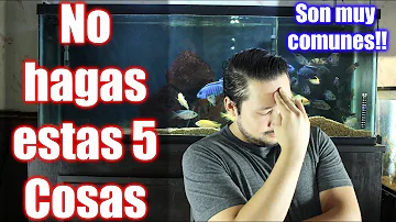 ¿Qué mata a los peces en un tanque nuevo?