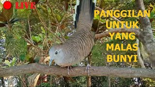 Panggilan Untuk Perkutut Malas Bunyi Ampuh Langsung Nyaut
