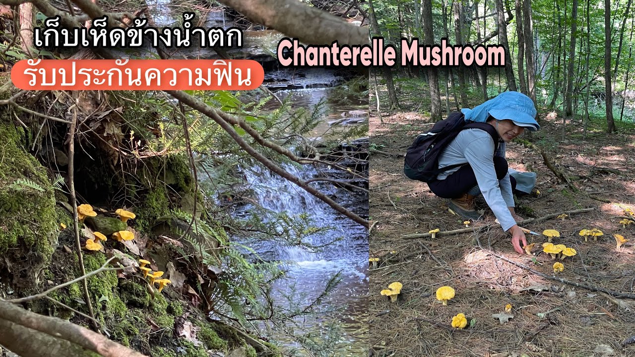 Beautiful Natural Forest and Waterfalls Chanterelle Mushroom Foraging