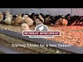 Starting Chicks for a New Season | McMurray Hatchery