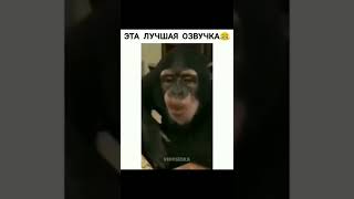 Лучшая озвучка.