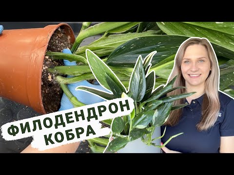 Video: Monstera üçün hansı torpaq?