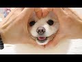 ENG)아주아주 똑똑한 강아지의 34가지 개인기 영상 zip. ( 34CUTE DOG TRICKS ) | 포메라니안 홍설