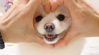 Amazing! Cute 34 Dog Tricks  with Smart Dog Hongsnow