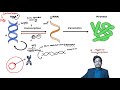 L6: Central Dogma of Molecular Biology Explained by Vipin Sharma