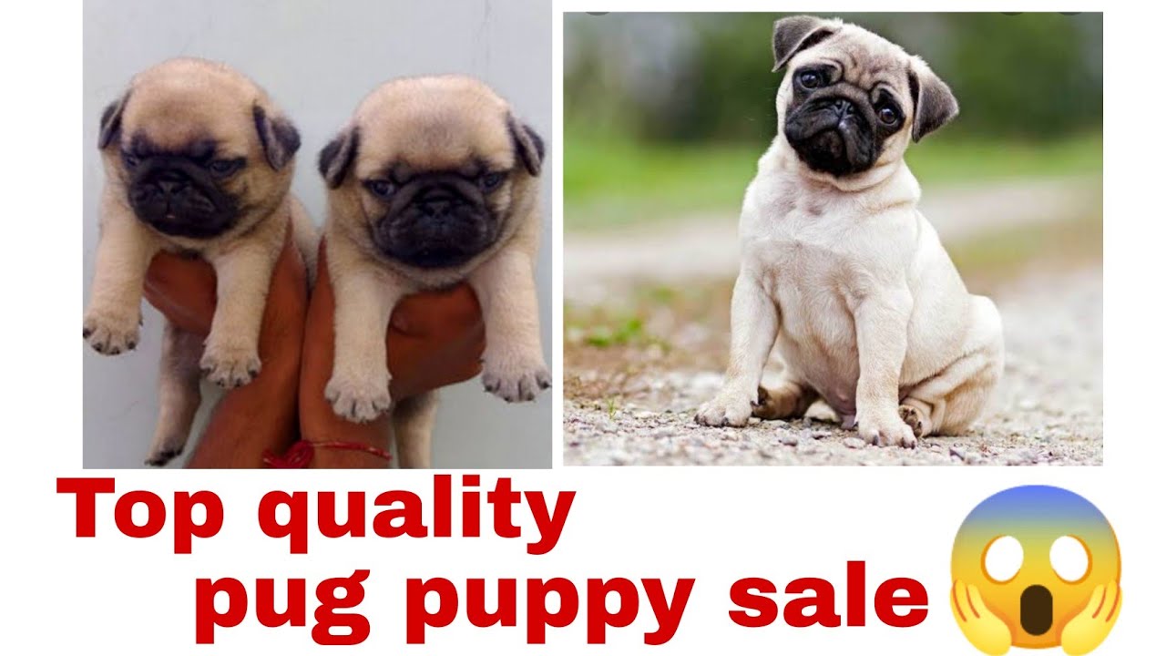 Top quality pug puppy sale ll Vijayawada ll sold out ( low cost) by ll king pets ll YouTube