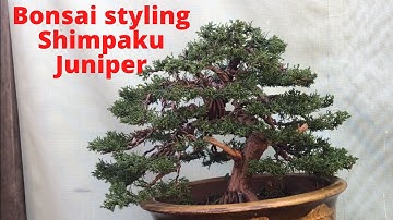 Bonsai styling Shimpaku juniper Next step in the progress of this shimpaku bonsai