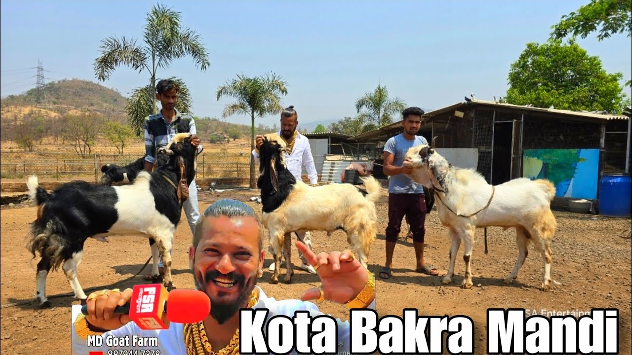 Kota Andul Goats Ki Bakra Mandi at MD Goat Farm Mumbai India