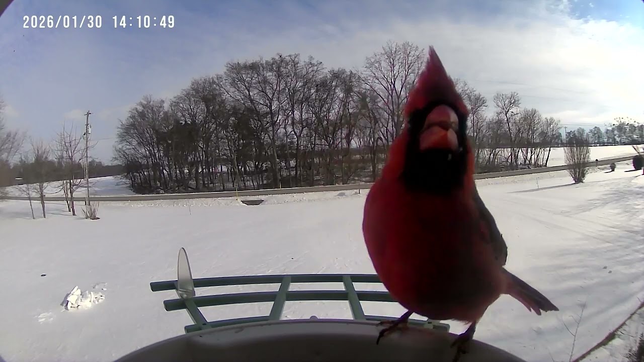 High traffic bird feeder 