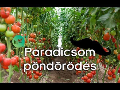 Videó: Miért görbednek a paradicsomlevelek?