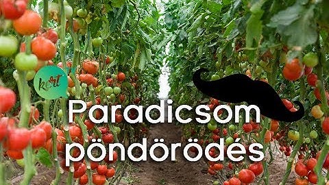 Miért pöndörödik a paradicsom levele?