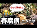 【春腐病】に侵されたニンニク収穫　症状の程度を詳しく紹介します！230517#家庭菜園 #ニンニク栽培#春腐病