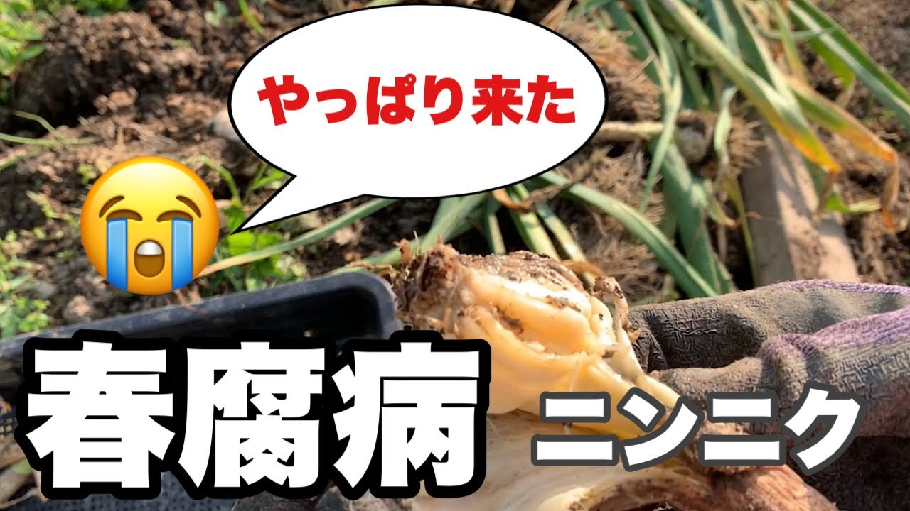 【春腐病】に侵されたニンニク収穫　症状の程度を詳しく紹介します！230517#家庭菜園 #ニンニク栽培#春腐病