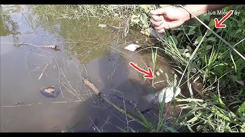 Cắm câu cá lóc | fishing in Vietnam countryside