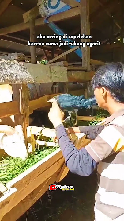 Story tukang ngarit #storywa #shorts #fypviralシ