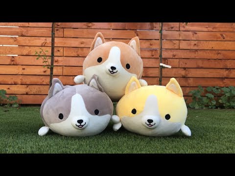 corgi squishy