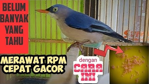 CARA MERAWAT BURUNG RAMBATAN PARUH MERAH AGAR CEPAT GACOR