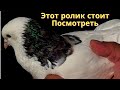 Показательный гон голубей Авакова Артура в Кисловодске!