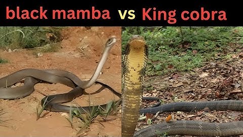 WARNING Venomous Battle King Cobra vs Black Mamba