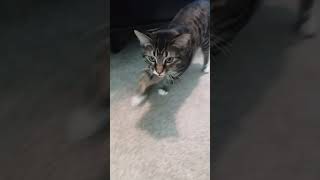 Diana Meowing
