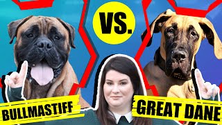 BULLMASTIFF VS GREAT DANE by Will Atherton Bullmastiff Show 2,546 views 3 years ago 5 minutes, 42 seconds