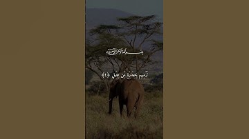 تلاوه خاشعه تقشعر لها القلوب ✅