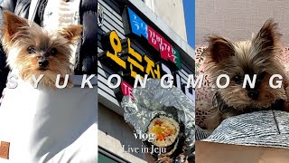 서귀포 나들이 총총.. 나도 먹었다! 오는정김밥❤️‍🔥 서귀포매일올레시장 | 오는정김밥 예약 | 제주도민 맛집 | 본토박이 감자탕 | 치즈 토스트 | 강아지와 제주도