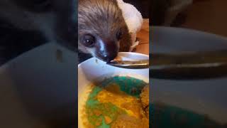 Baby sloth eating breakfast