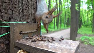 Трусливый бельчонок и смелый поползень / The cowardly squirrel baby and the brave nuthatch