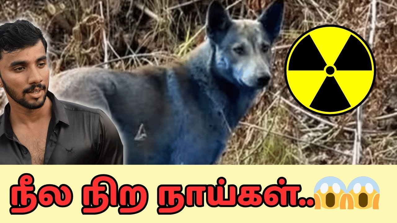 நீல நிற நாய்கள்.. | Chernobyl Disaster After Math #chernobyl - YouTube