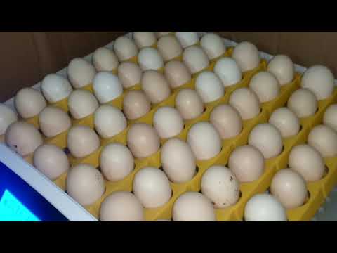 فيديو: كيفية وضع بيضة