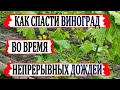 🍇 Вот что нужно сделать, чтобы ВИНОГРАД не ЗАБОЛЕЛ во время непрерывных ДОЖДЕЙ. Системные фунгициды.