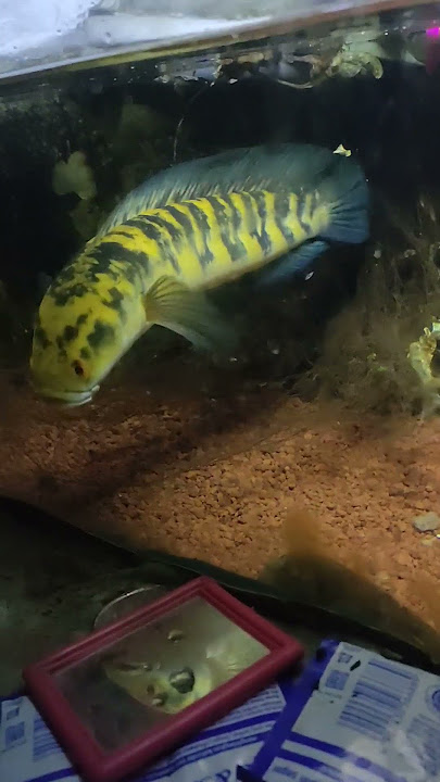 chana maru yellow Sentarum kuning merona #chana #predatorfish #chanamaru #chanajumbo #chanagalak