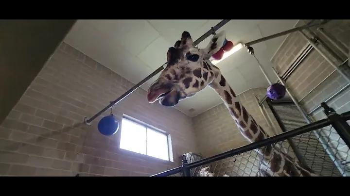 Feeding Zuri the Giraffe NEW Zoo Suamico, WI 4-15-23