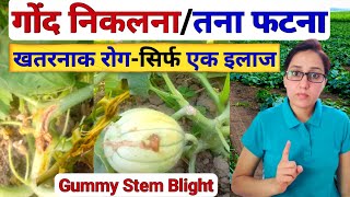 फसलों में गोंद निकलना/तना व फल फटना💯तुरंत रोकें | gummy stem blight control | disease of melons