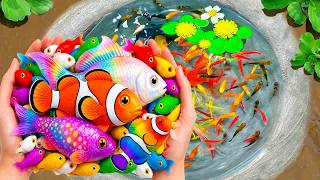 Catch Aquarium Fish in Colorful Surprise Eggs, Lobsters, Snakes, Koi, Frogs, Butterflyfish, Goldfish