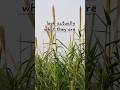 brooms at roadside #nature #ytshorts #shortsfeed #village @deevibeplus