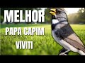 PAPA CAPIM VIVITI - PAPA-CAPIM TUI TUI VIVITI TEL TEL PURA FIBRA PARA ESQUENTAR PAPACAPIM VIVITI