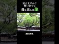龍神様、、飛び出し注意【熱田神宮 】視聴者様投稿 #shorts