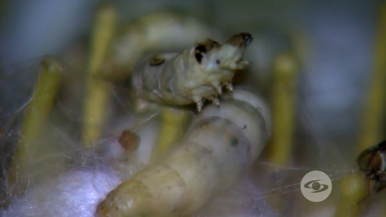 Paso a paso en la obtención de la seda  | La Finca de Hoy