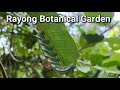 Rayong botanical garden