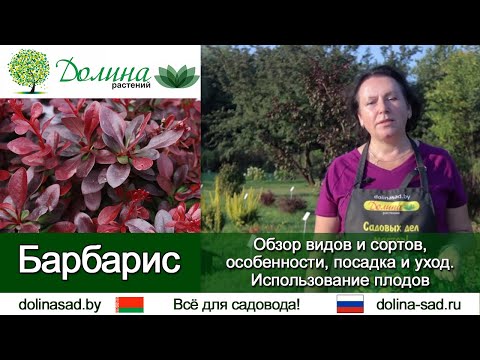 Барбарис . Как посадить барбарис, чем подкармливать и какие болезни барбариса бывают?