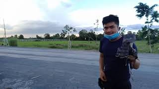 Chim ng Shikra Qua Tay 100m  Bi Tp T Trn Cao Xung