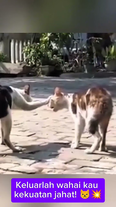Ngobati kesurupan! 😾😹 #shorts #kucing #viral