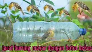 CARA PALING MUDAH JERAT BURUNG//MENGUNAKAN BOTOL BEKAS _BIRY TRAP