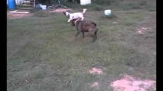 Bassett Hound Howling At Squeaky Duck Toy
